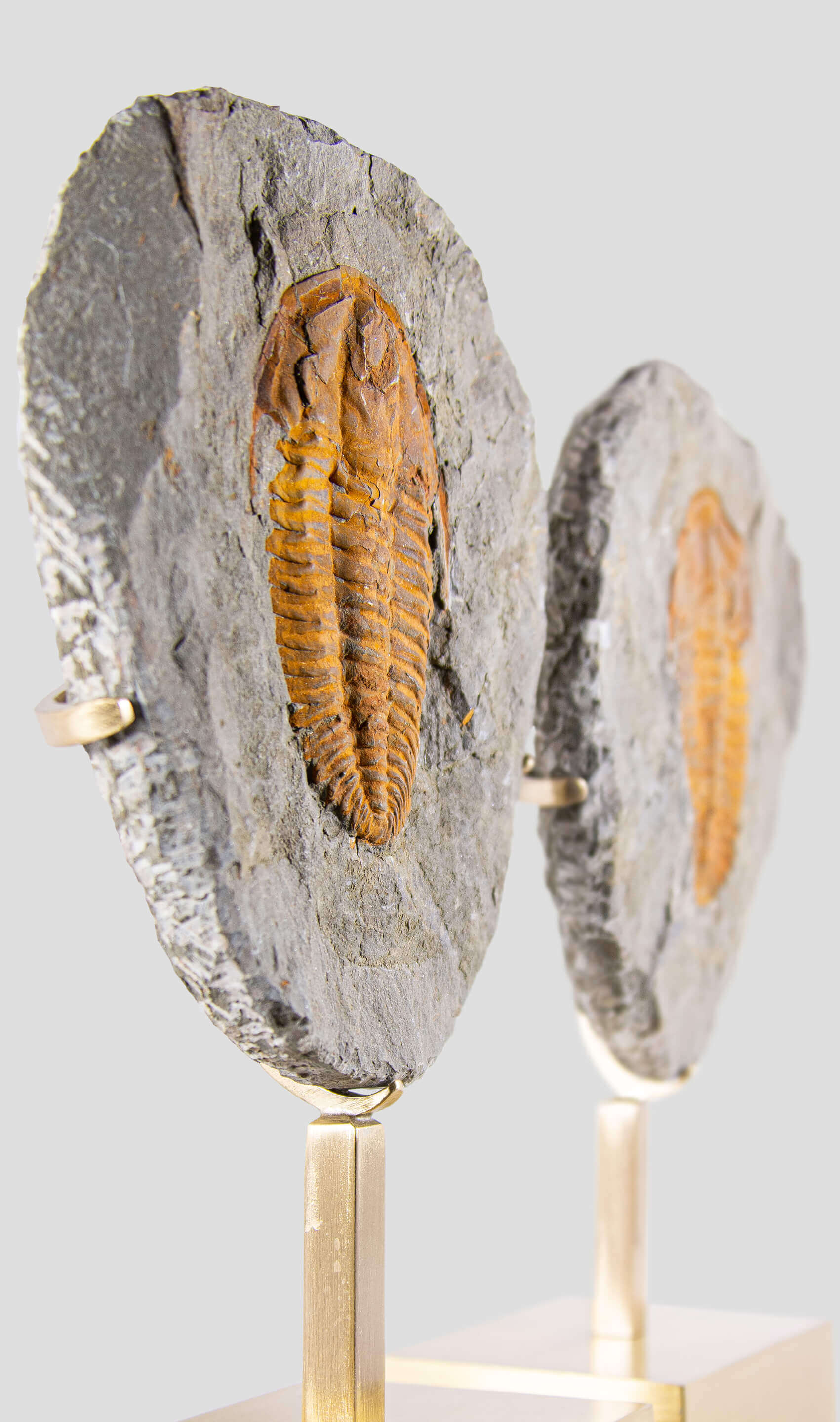 Rare fossil saukianda andalusiae trilobite for sale on brass stand 47