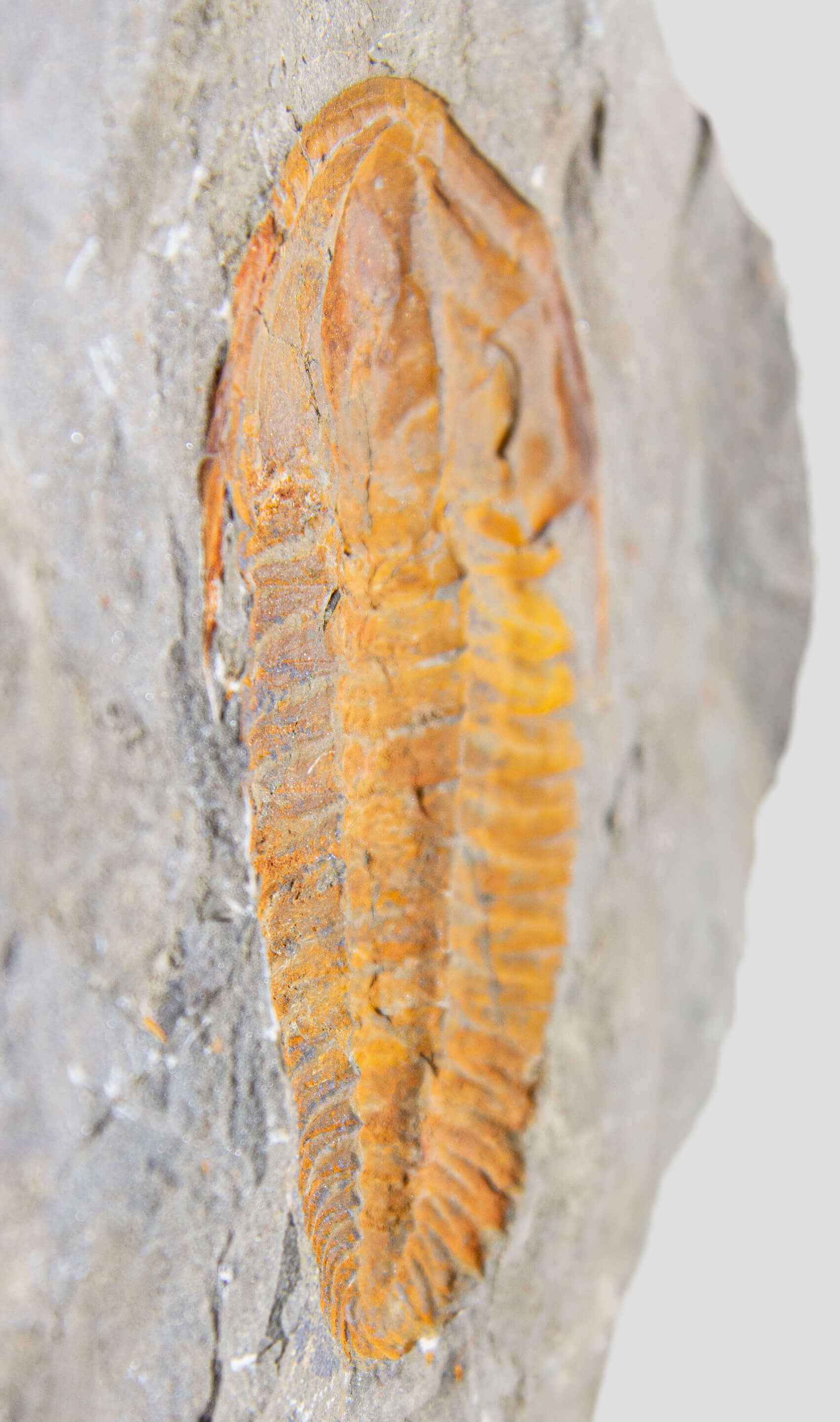 Rare fossil saukianda andalusiae trilobite for sale on brass stand 45