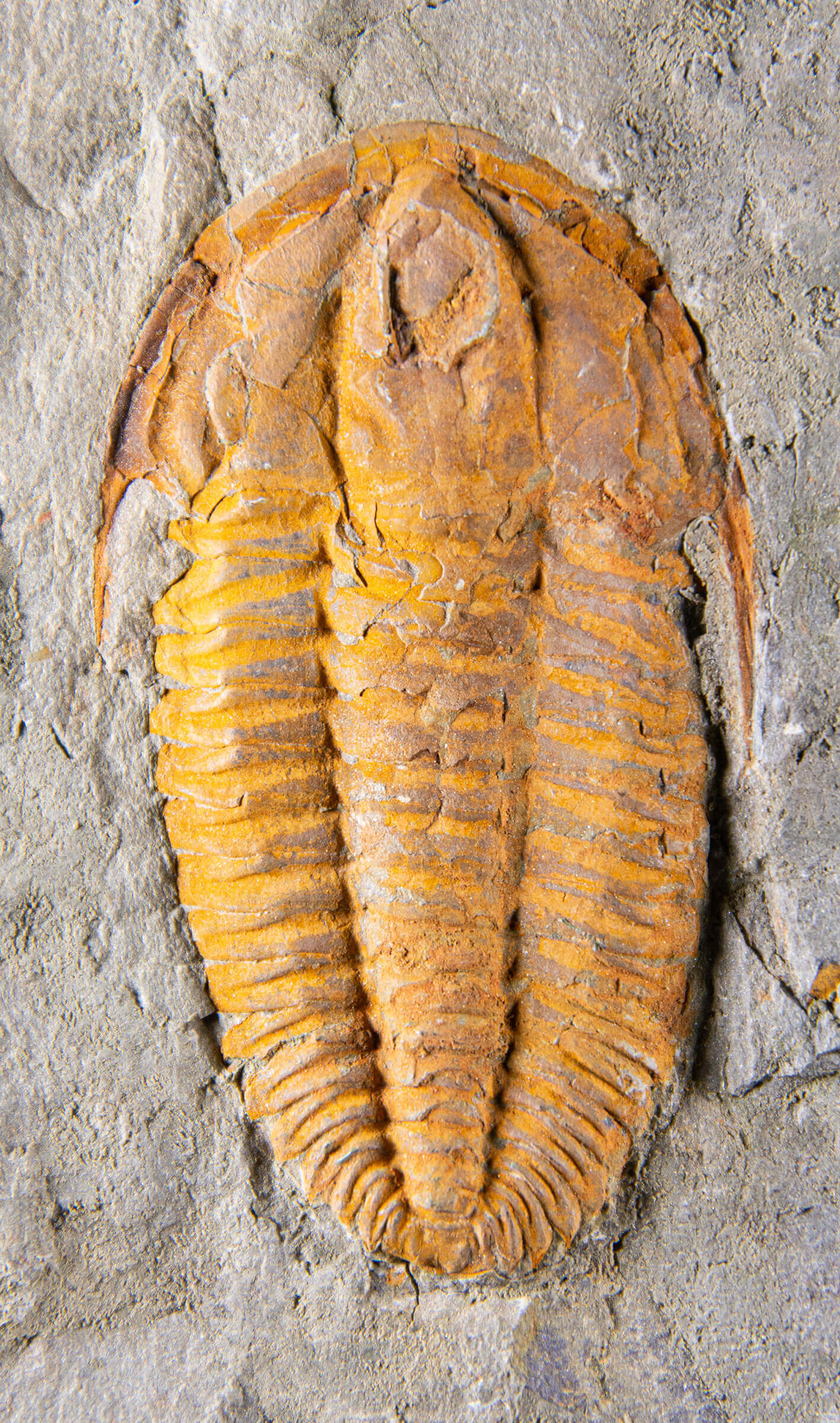 Rare fossil saukianda andalusiae trilobite for sale on brass stand 44