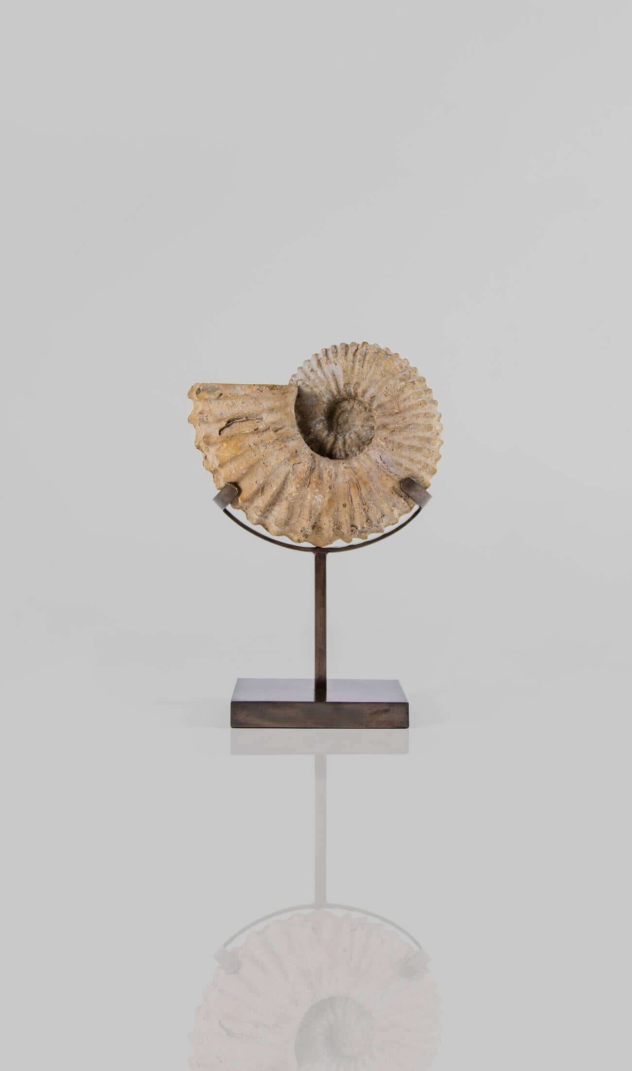 A wonderful Calycoceras asiaticum ammonite measuring 205mm transformed on AES bronze stand at THE FOSSIL STORE