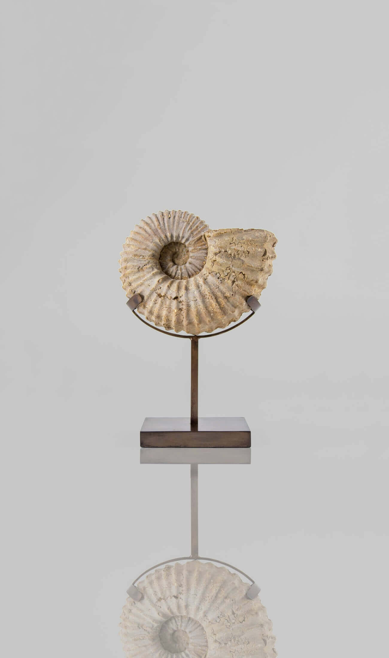 A wonderful Calycoceras asiaticum ammonite measuring 205mm transformed on AES bronze stand at THE FOSSIL STORE