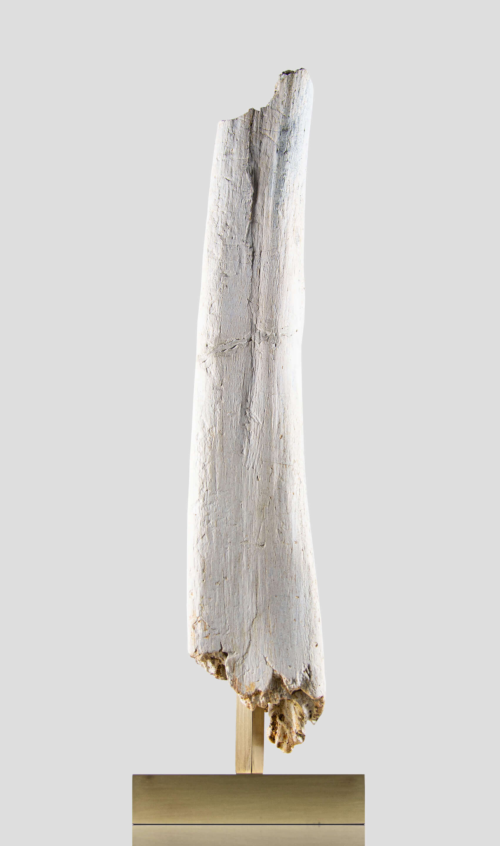 white spinosaurus dinosaur bone for sale on brass stand 10