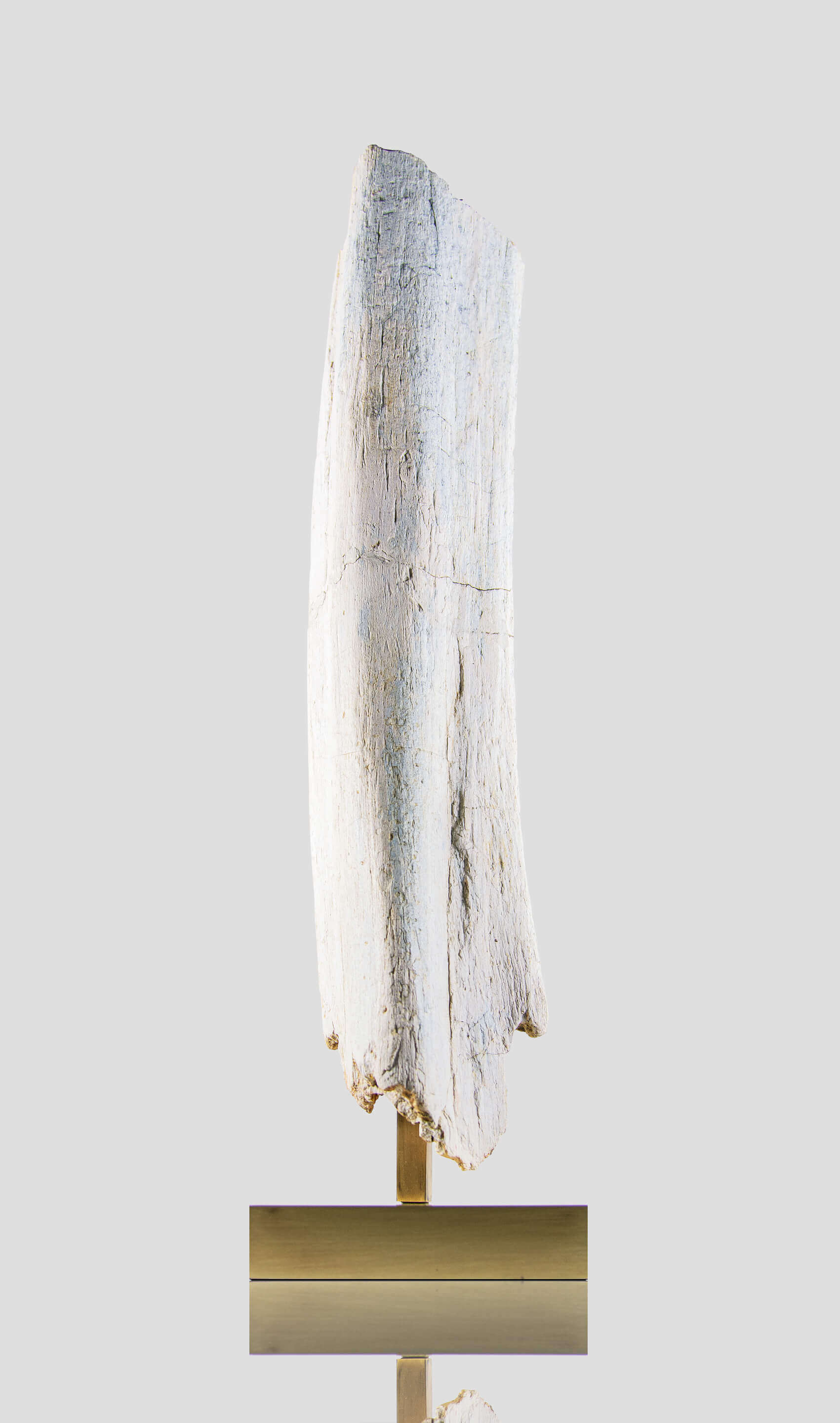 white spinosaurus dinosaur bone for sale on brass stand 13