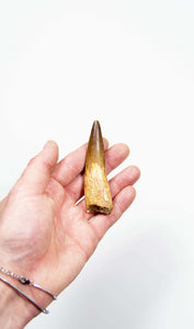 fossil dinosaur spinosaurus tooth for sale at the uk fossil store 102