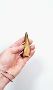 fossil dinosaur spinosaurus tooth for sale at the uk fossil store 103