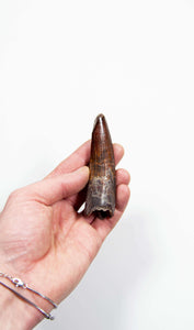 fossil dinosaur spinosaurus tooth for sale at the uk fossil store 104
