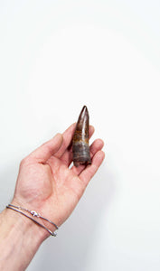 fossil dinosaur spinosaurus tooth for sale at the uk fossil store 105