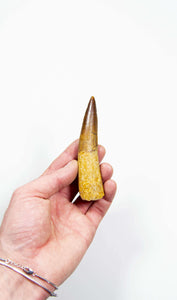 fossil dinosaur spinosaurus tooth for sale at the uk fossil store 106