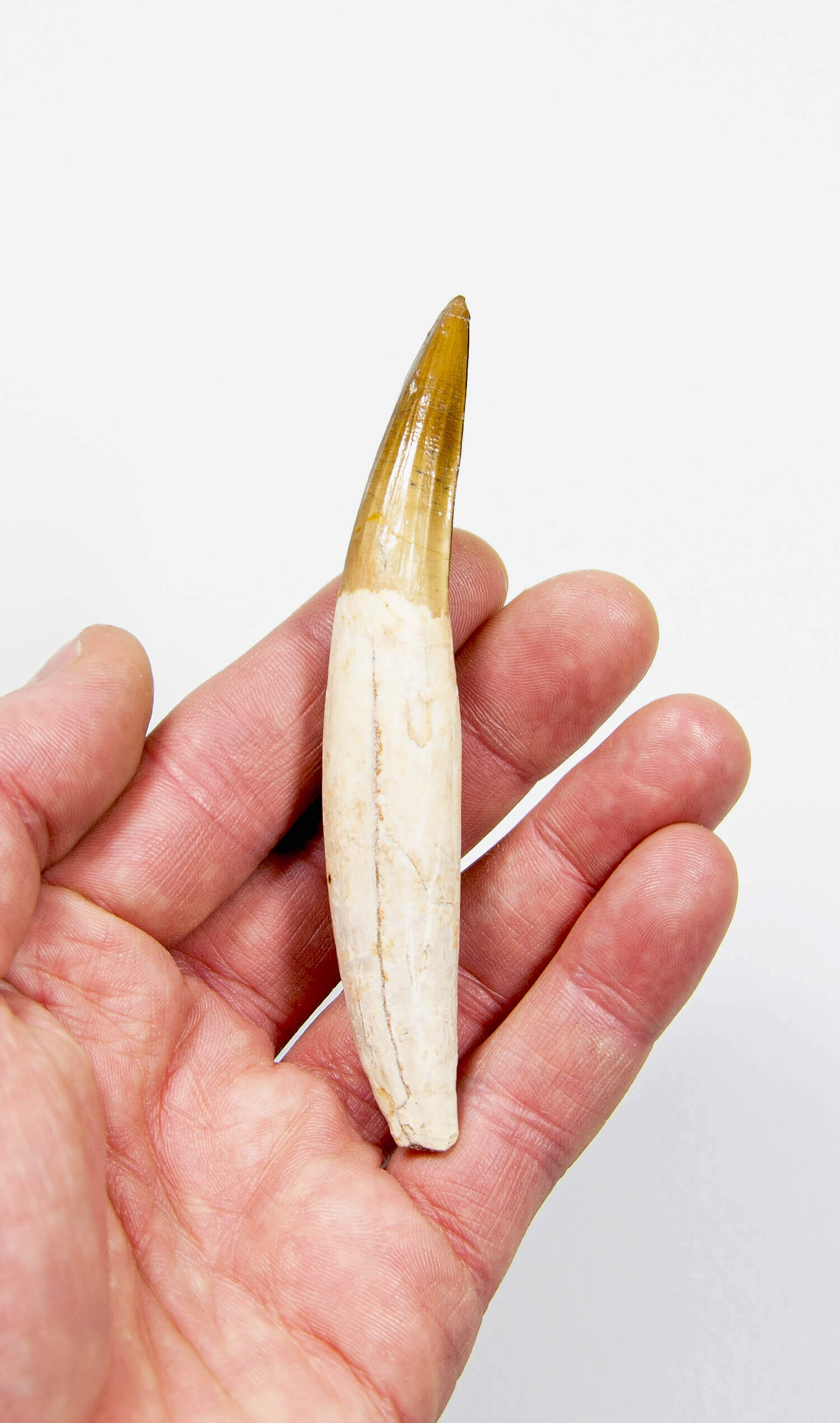 fossil dinosaur spinosaurus tooth for sale at the uk fossil store 109