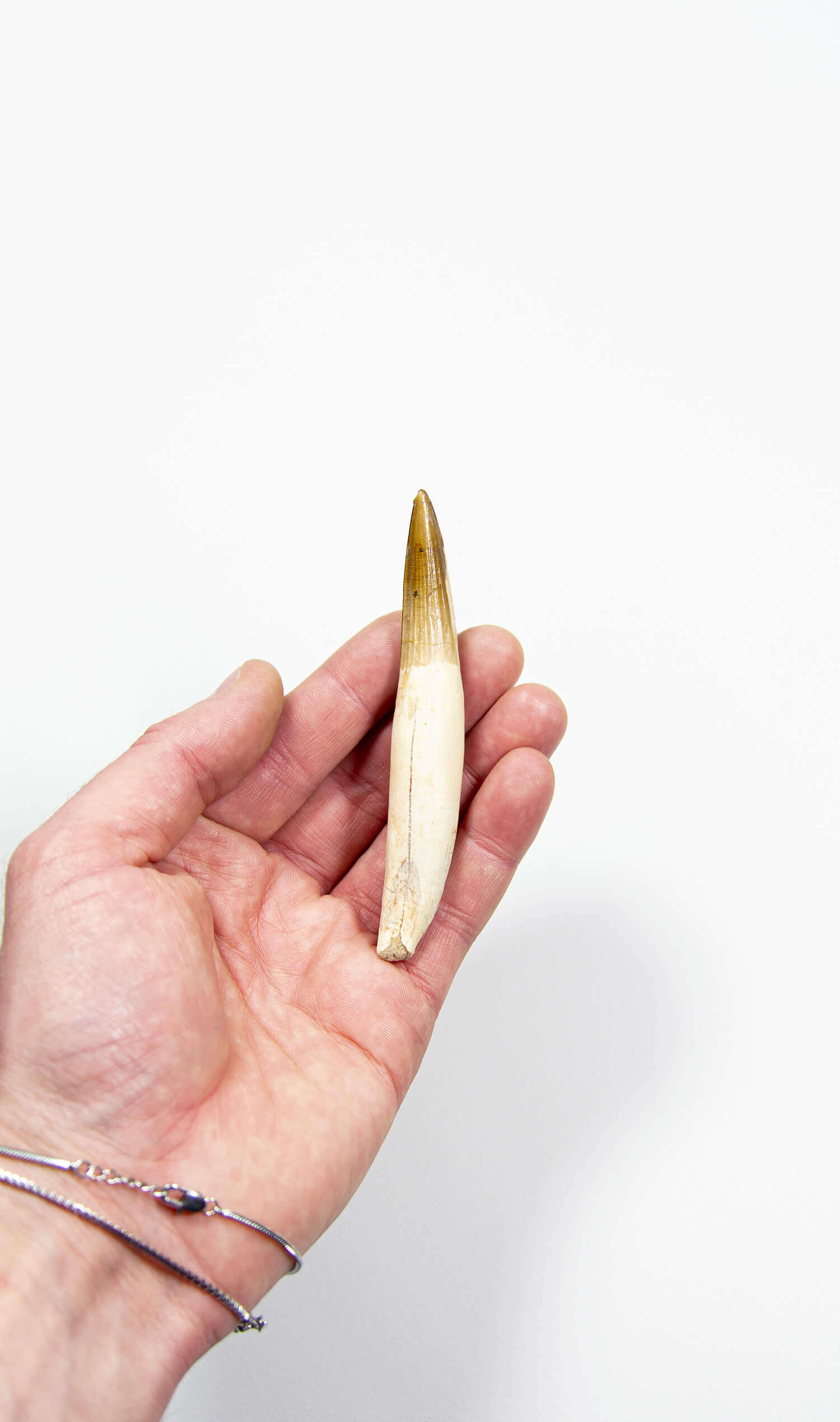 fossil dinosaur spinosaurus tooth for sale at the uk fossil store 110