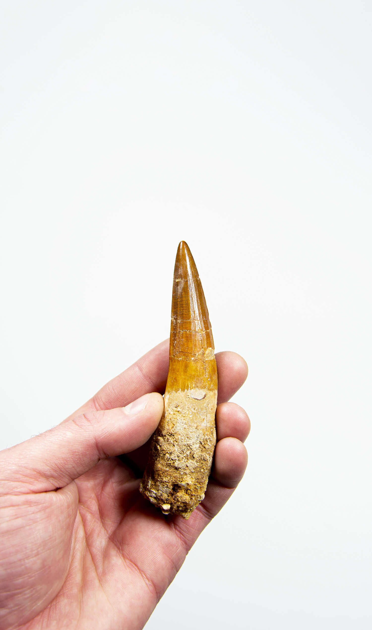 fossil dinosaur spinosaurus tooth for sale at the uk fossil store 111