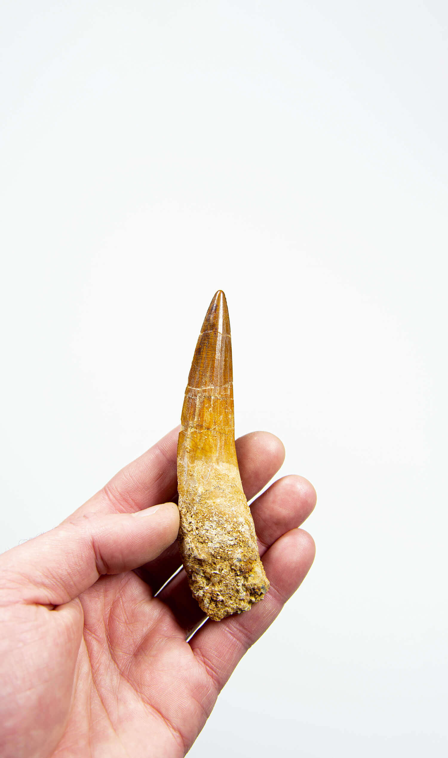 fossil dinosaur spinosaurus tooth for sale at the uk fossil store 112