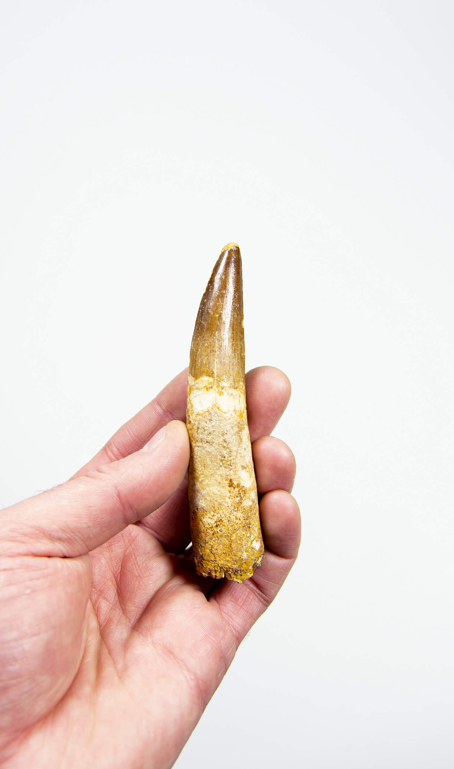 fossil dinosaur spinosaurus tooth for sale at the uk fossil store 114