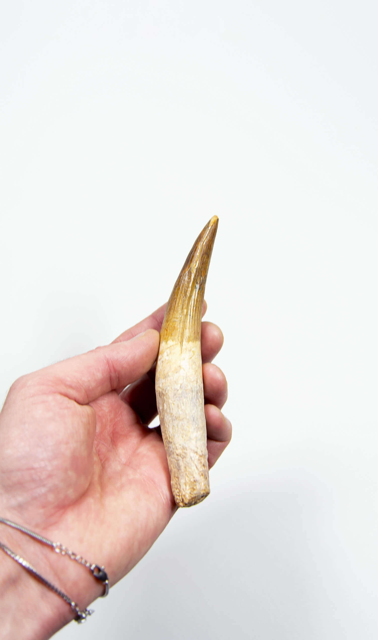 fossil dinosaur spinosaurus tooth for sale at the uk fossil store 115