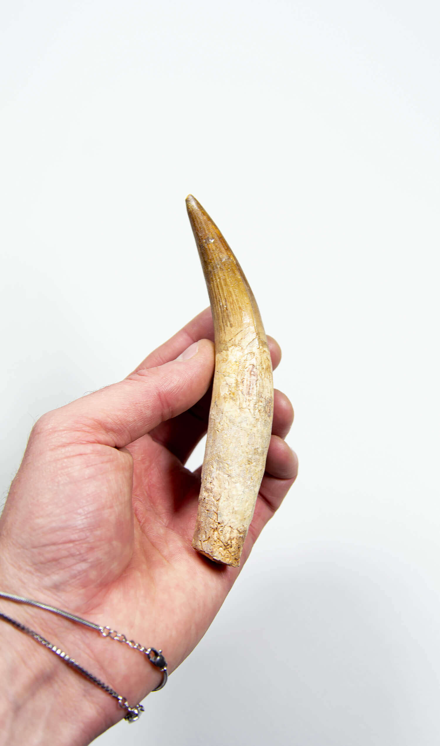 fossil dinosaur spinosaurus tooth for sale at the uk fossil store 116