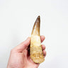 fossil dinosaur spinosaurus tooth for sale at the uk fossil store 148