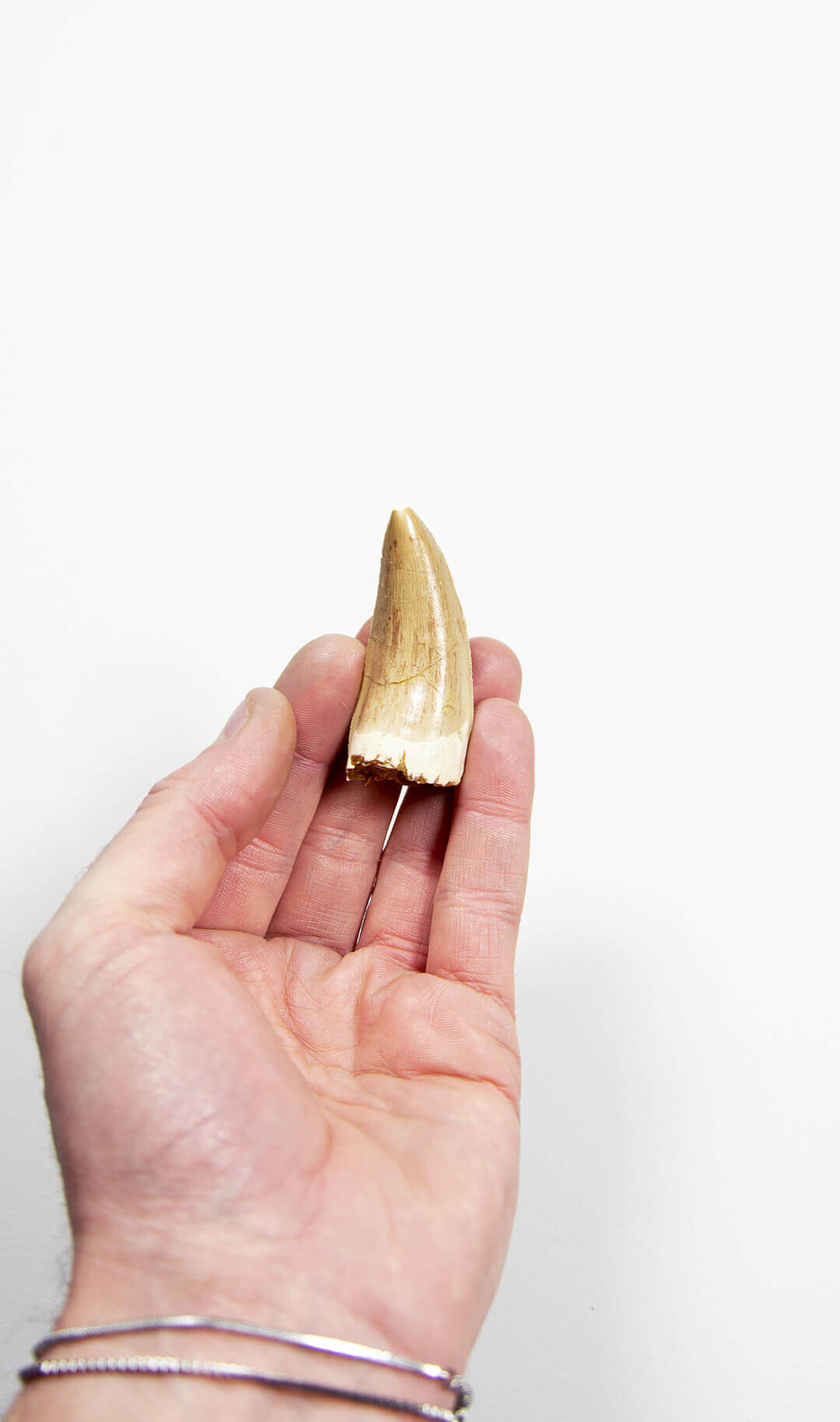 real fossil dinosaur carcharodontosaurus tooth for sale at the uk fossil store 18