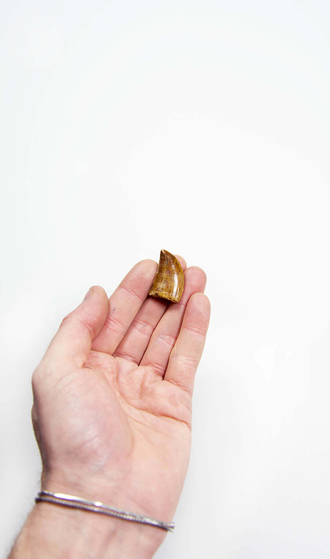 real fossil dinosaur carcharodontosaurus tooth for sale at the uk fossil store 23