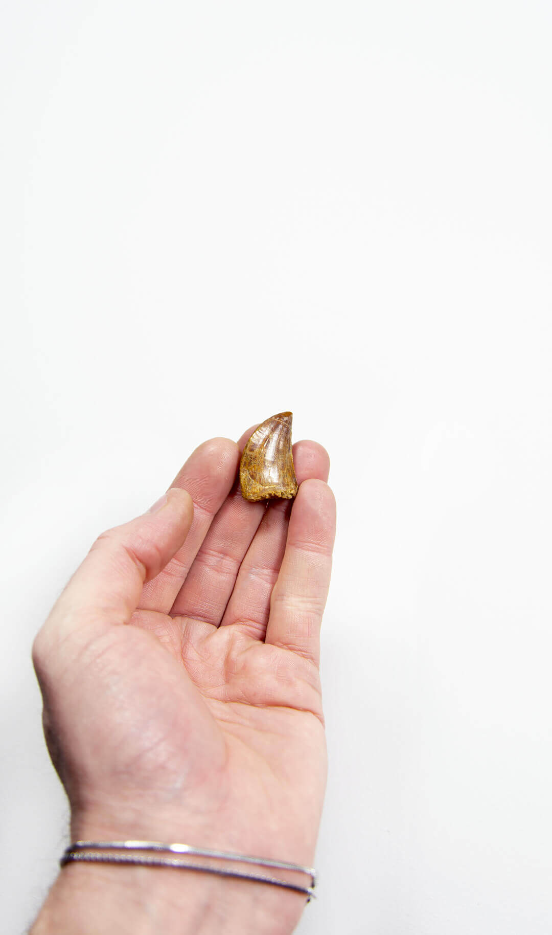 real fossil dinosaur carcharodontosaurus tooth for sale at the uk fossil store 24