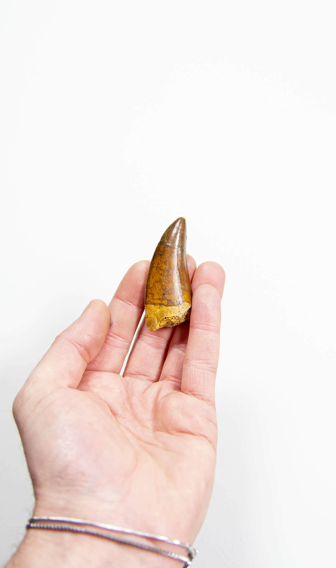 real fossil dinosaur carcharodontosaurus tooth for sale at the uk fossil store 25