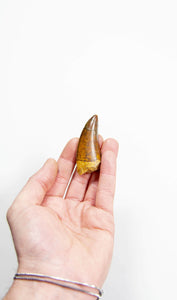 real fossil dinosaur carcharodontosaurus tooth for sale at the uk fossil store 25
