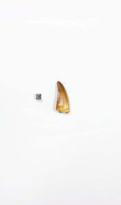 real fossil dinosaur carcharodontosaurus tooth for sale at the uk fossil store 28