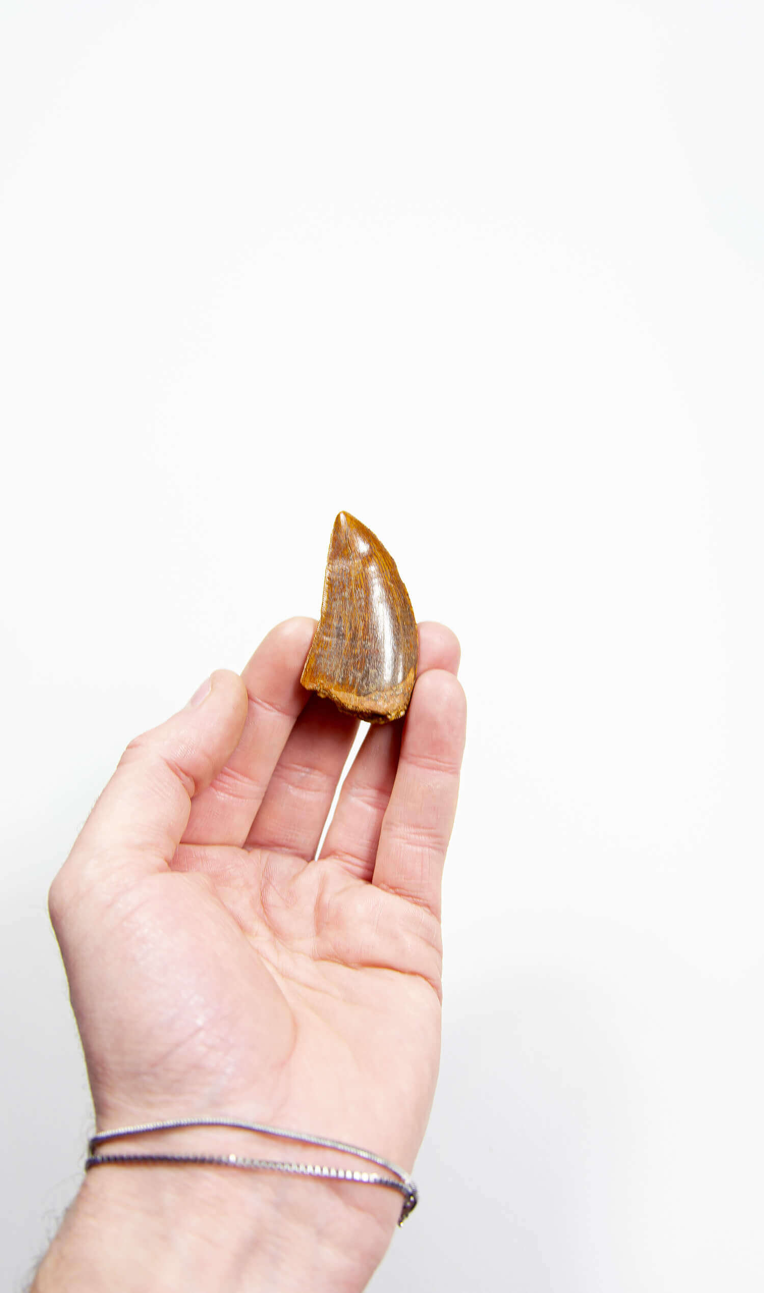 real fossil dinosaur carcharodontosaurus tooth for sale at the uk fossil store 31