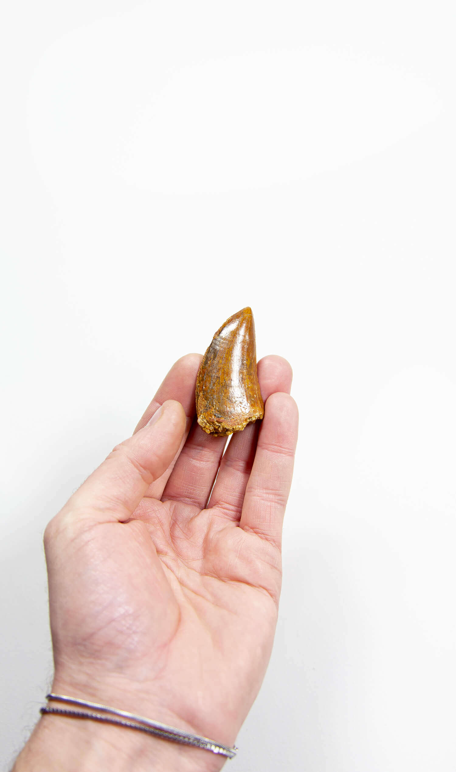 real fossil dinosaur carcharodontosaurus tooth for sale at the uk fossil store 32