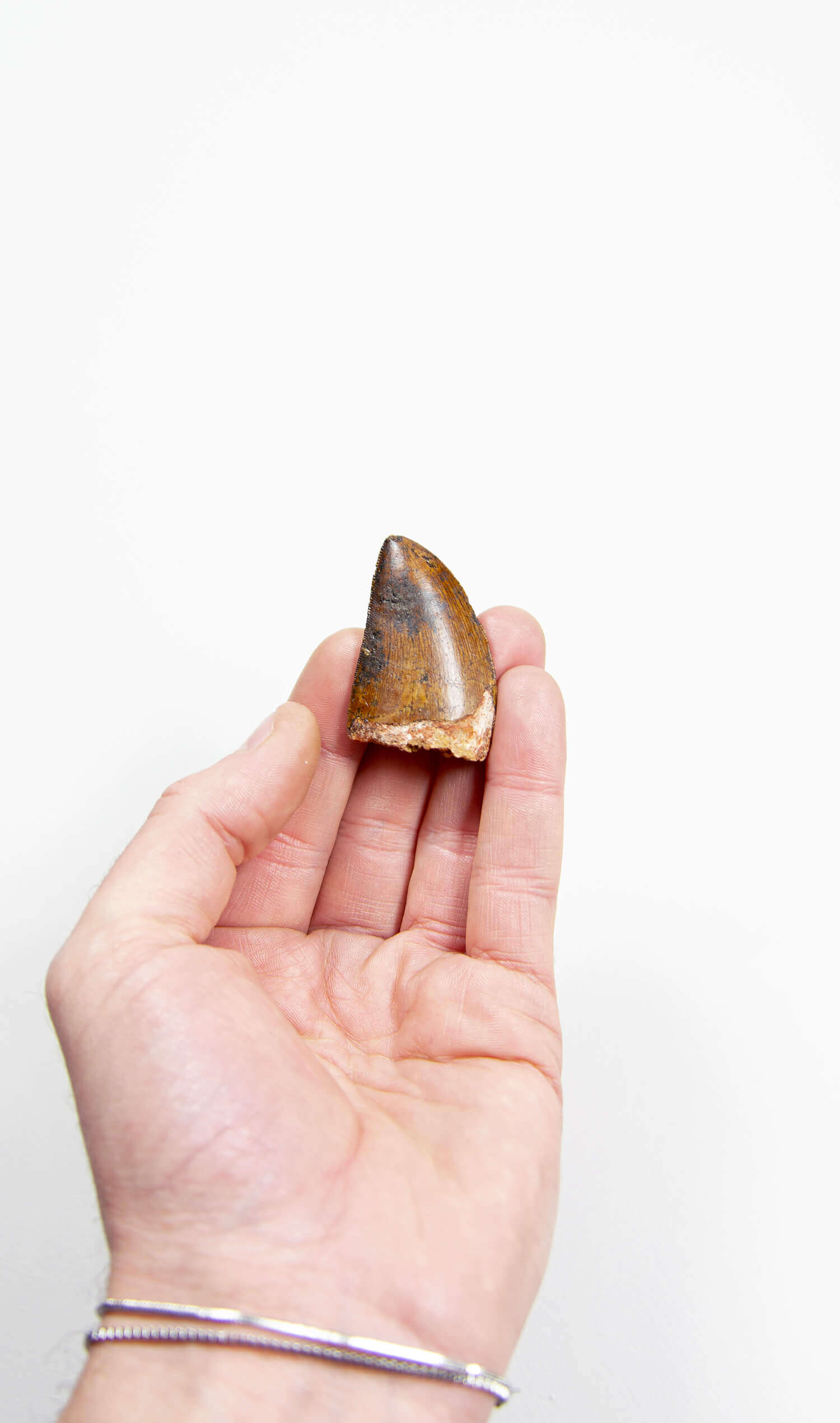 real fossil dinosaur carcharodontosaurus tooth for sale at the uk fossil store 33
