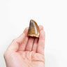 real fossil dinosaur carcharodontosaurus tooth for sale at the uk fossil store 33