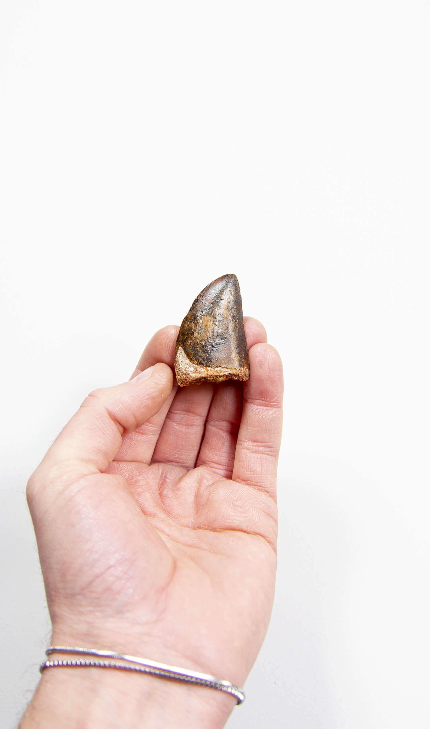 real fossil dinosaur carcharodontosaurus tooth for sale at the uk fossil store 34