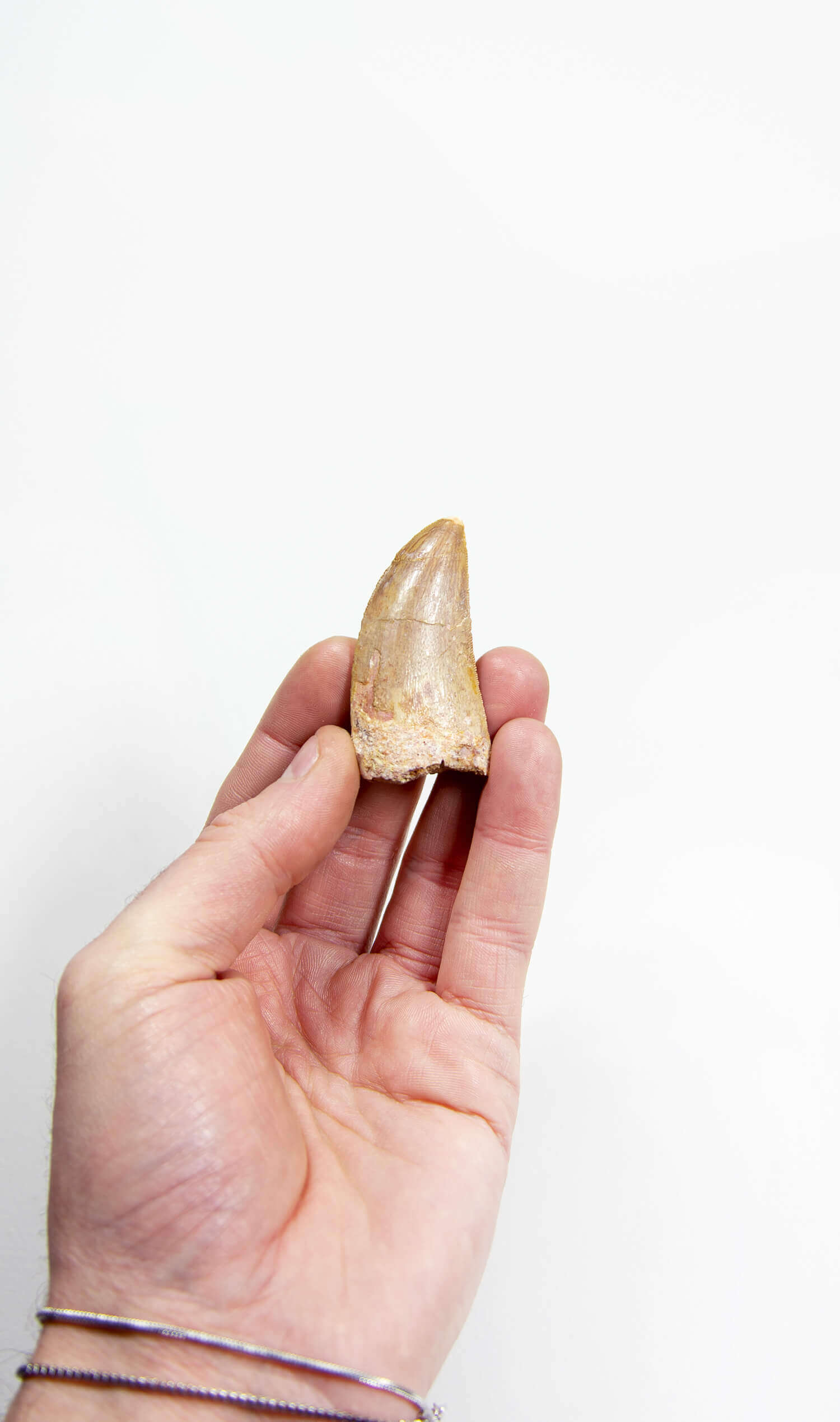 real fossil dinosaur carcharodontosaurus tooth for sale at the uk fossil store 36