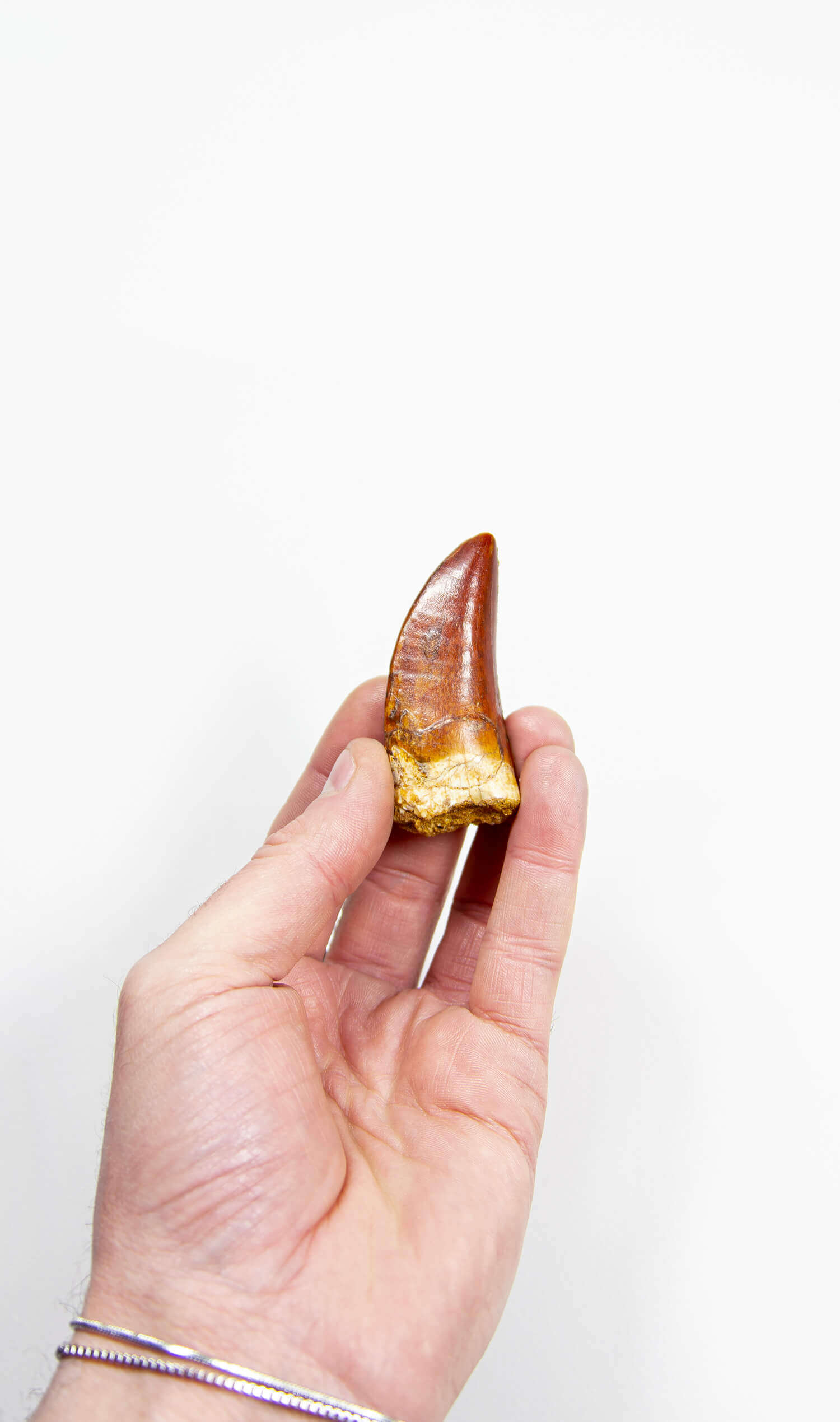 real fossil dinosaur carcharodontosaurus tooth for sale at the uk fossil store 37