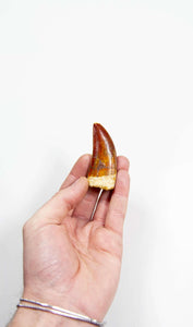 real fossil dinosaur carcharodontosaurus tooth for sale at the uk fossil store 38