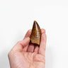 real fossil dinosaur carcharodontosaurus tooth for sale at the uk fossil store 41