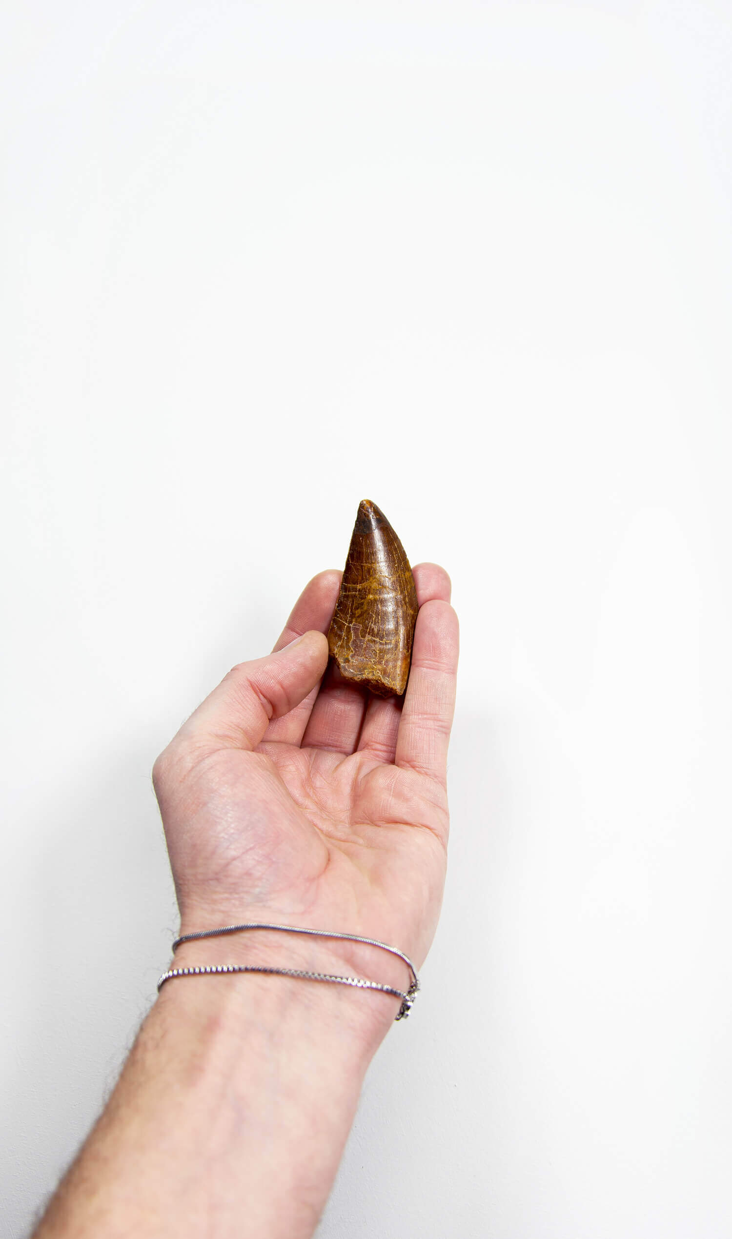 real fossil dinosaur carcharodontosaurus tooth for sale at the uk fossil store 42