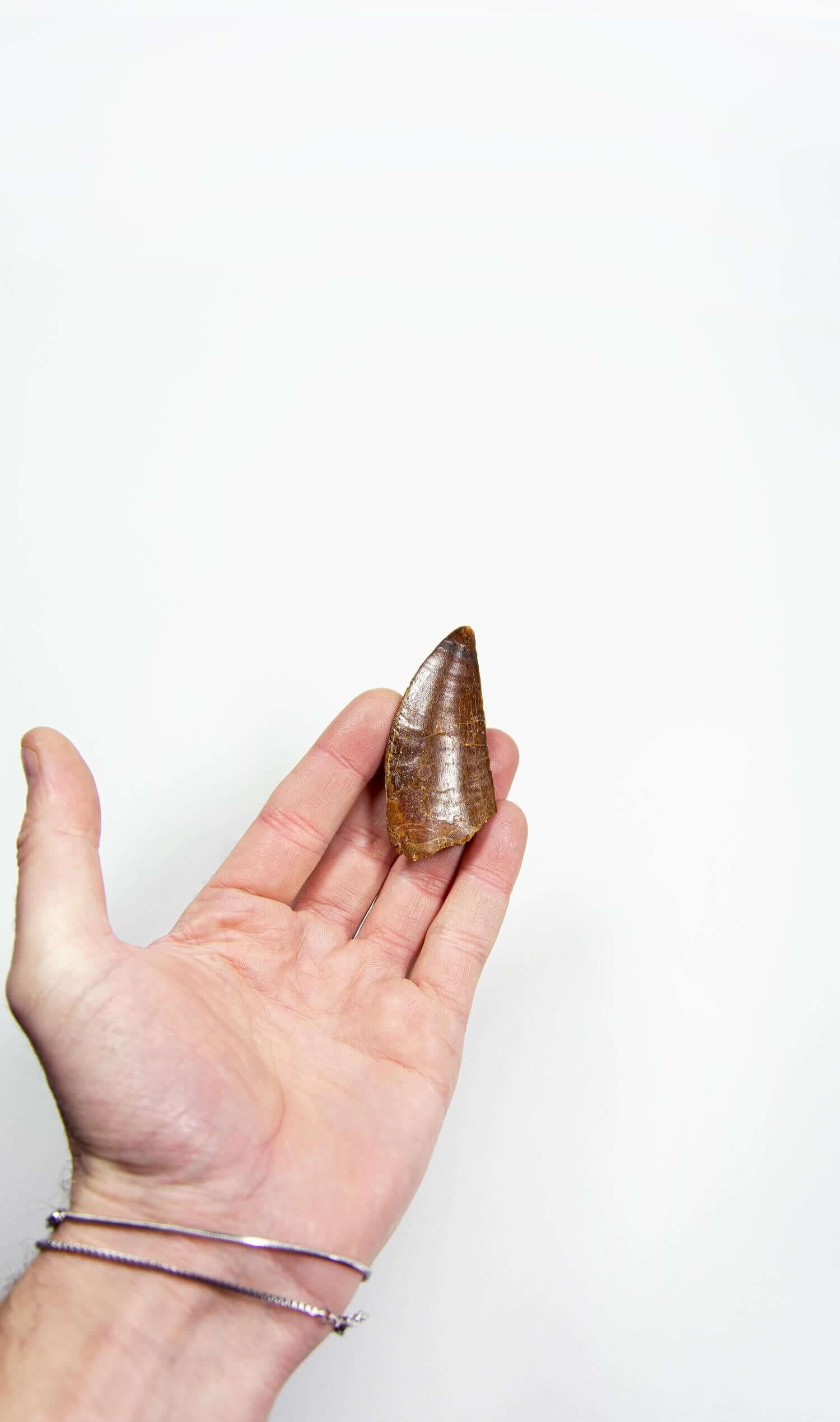 real fossil dinosaur carcharodontosaurus tooth for sale at the uk fossil store 43