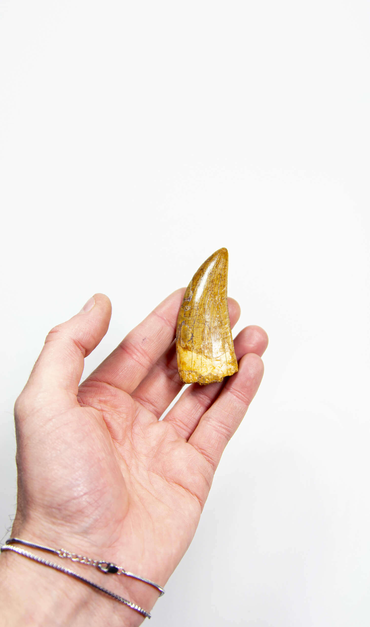 real fossil dinosaur carcharodontosaurus tooth for sale at the uk fossil store 44