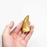 real fossil dinosaur carcharodontosaurus tooth for sale at the uk fossil store 44