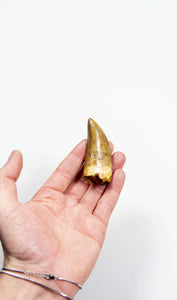 real fossil dinosaur carcharodontosaurus tooth for sale at the uk fossil store 45