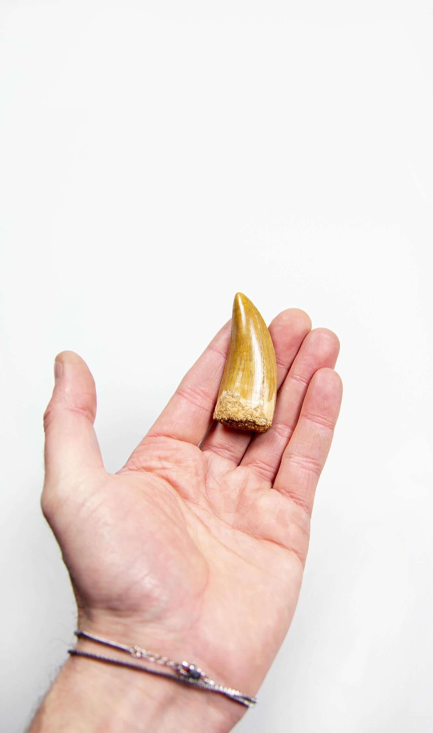 real fossil dinosaur carcharodontosaurus tooth for sale at the uk fossil store 46