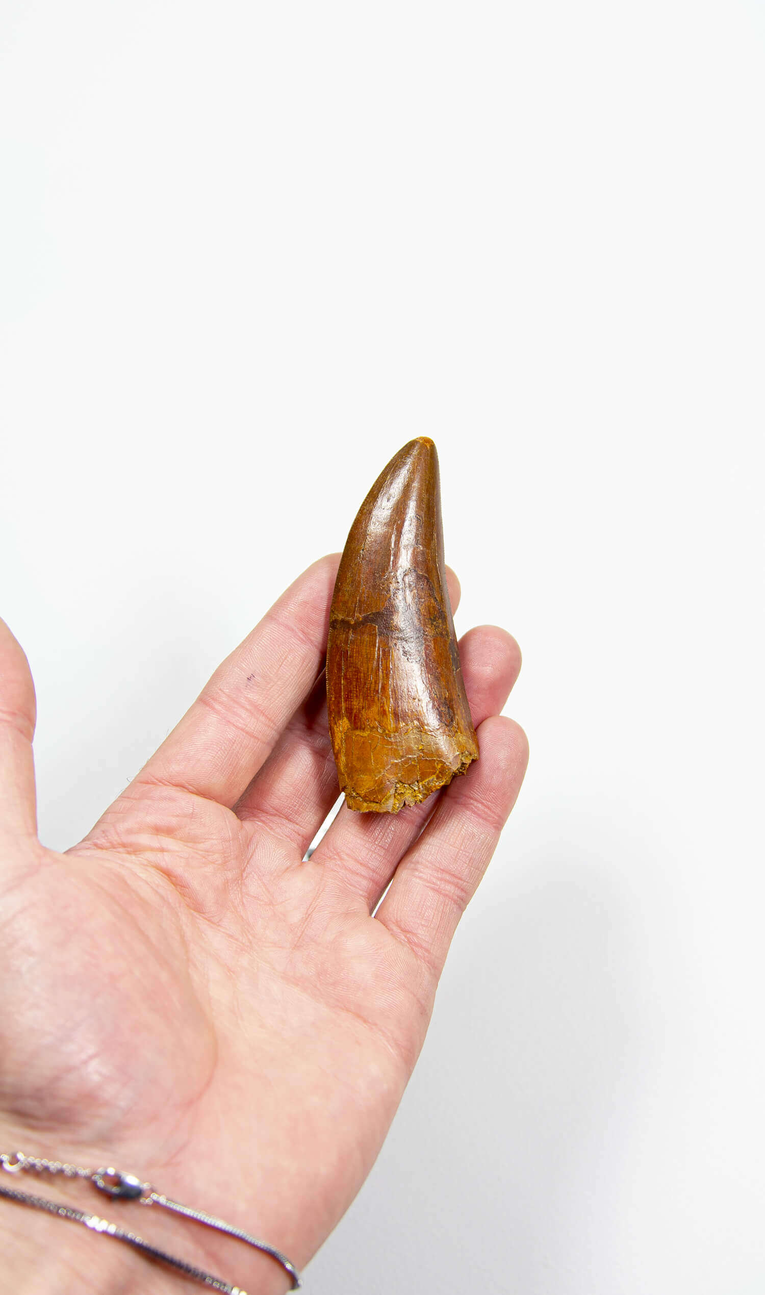 real fossil dinosaur carcharodontosaurus tooth for sale at the uk fossil store 50