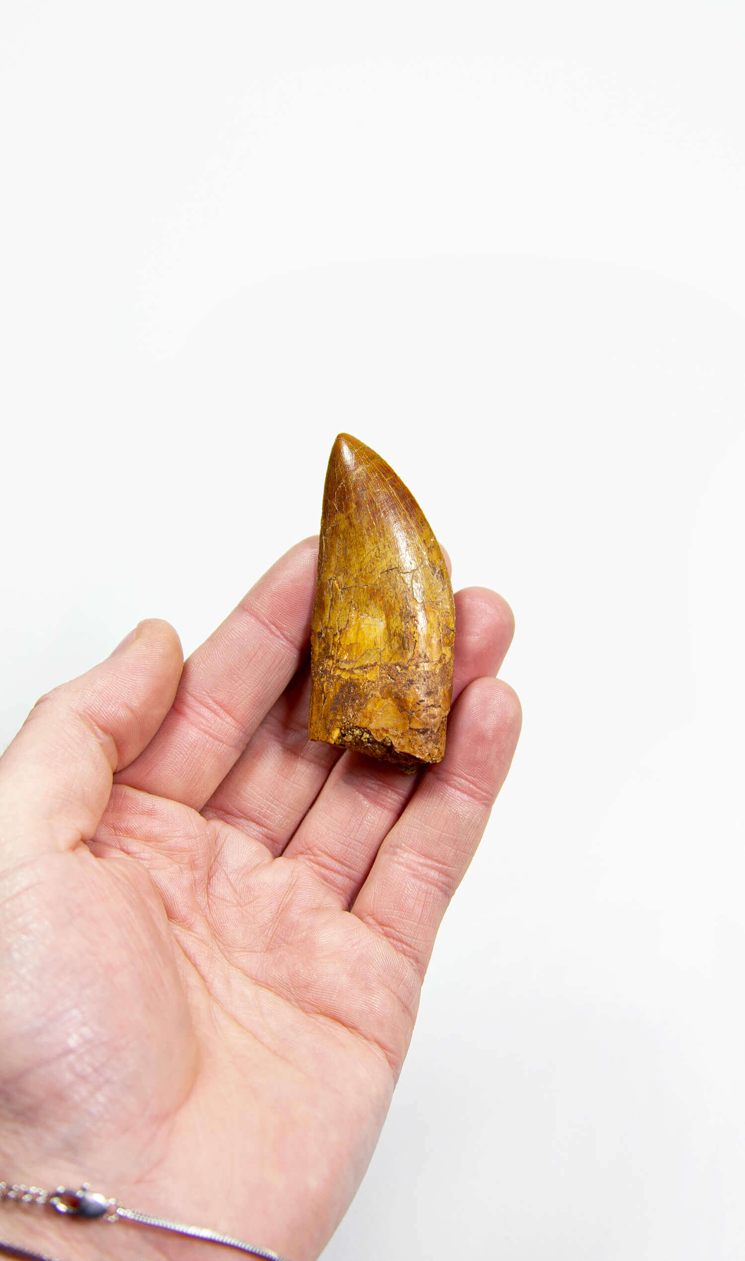 real fossil dinosaur carcharodontosaurus tooth for sale at the uk fossil store 51