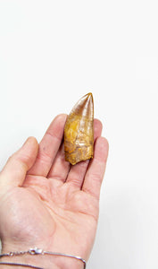 real fossil dinosaur carcharodontosaurus tooth for sale at the uk fossil store 52