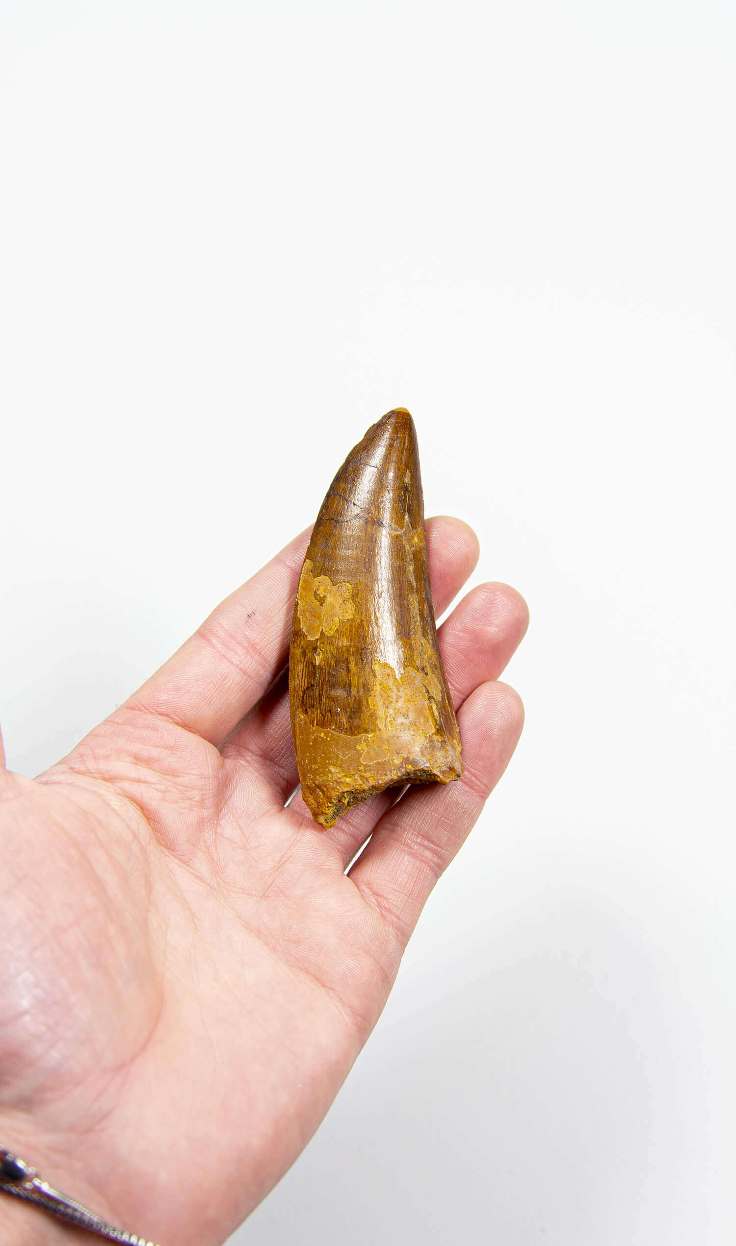 real fossil dinosaur carcharodontosaurus tooth for sale at the uk fossil store 53