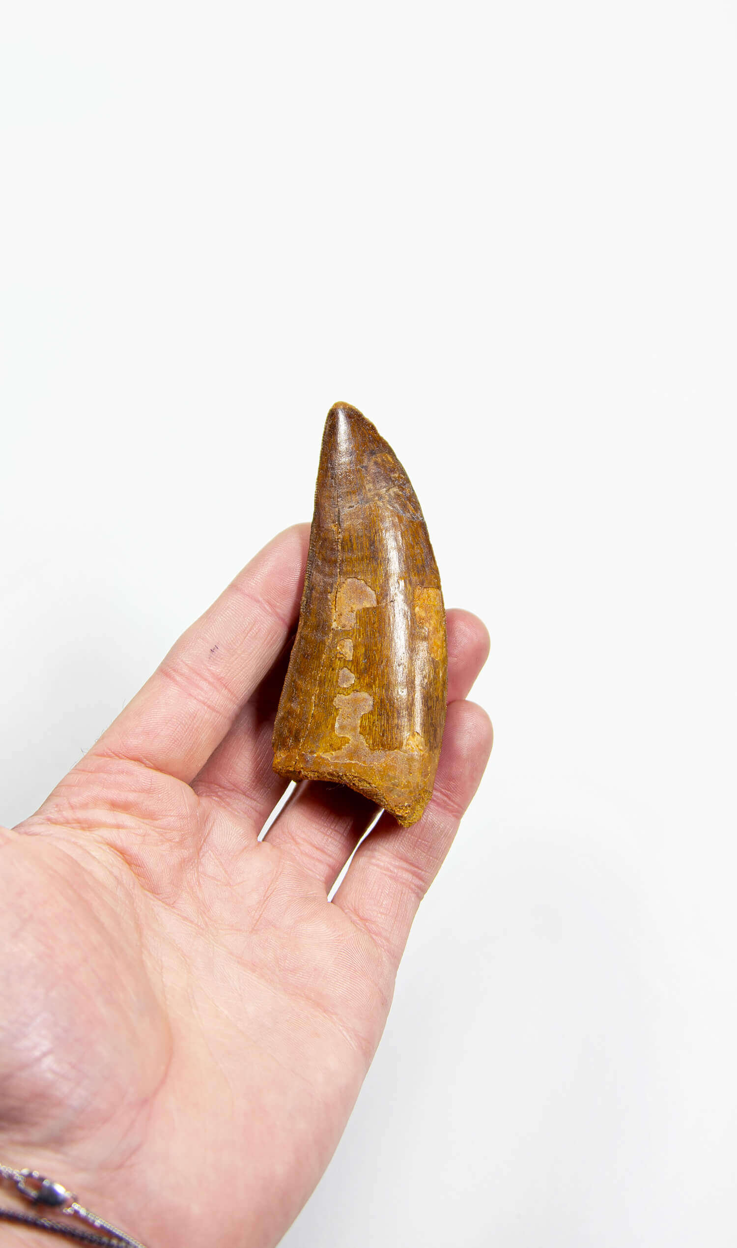 real fossil dinosaur carcharodontosaurus tooth for sale at the uk fossil store 54