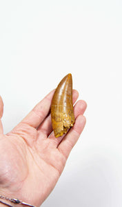 real fossil dinosaur carcharodontosaurus tooth for sale at the uk fossil store 55