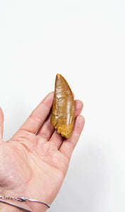 real fossil dinosaur carcharodontosaurus tooth for sale at the uk fossil store 56