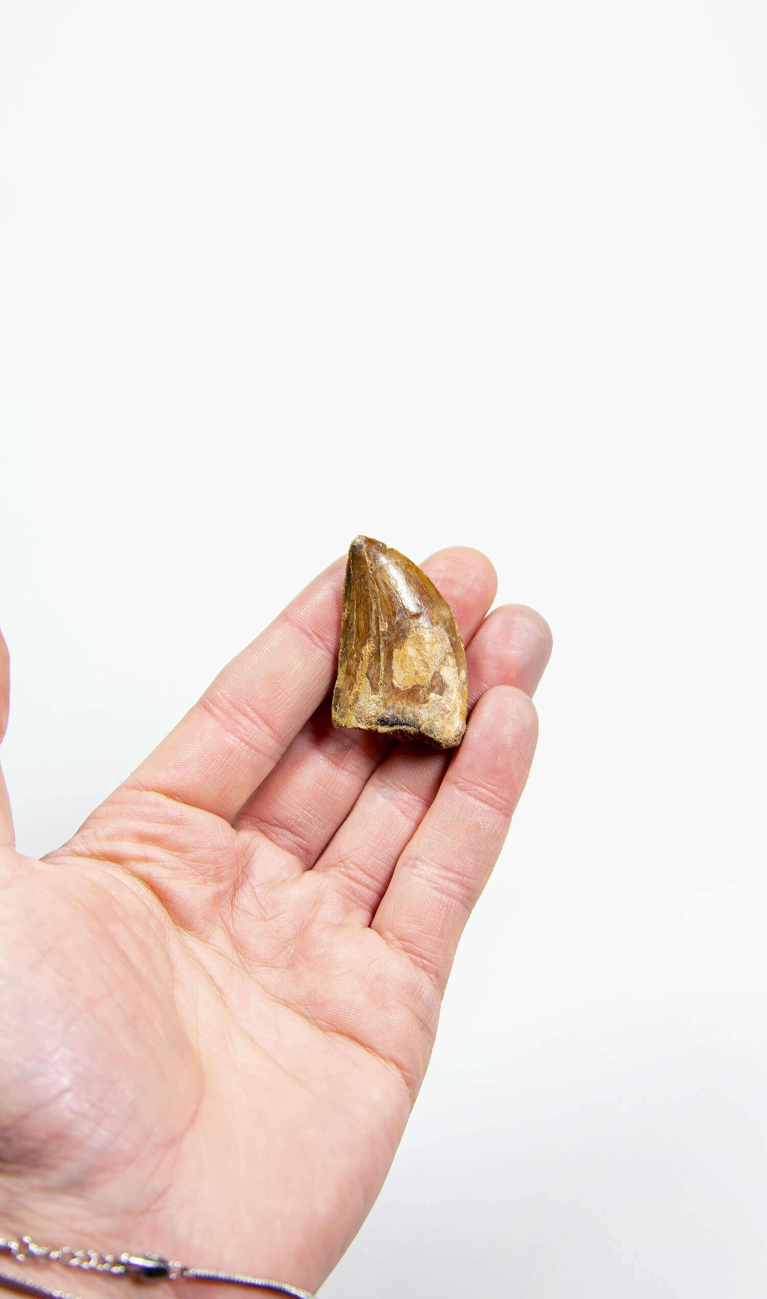 real fossil dinosaur carcharodontosaurus tooth for sale at the uk fossil store 57