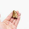 real fossil dinosaur carcharodontosaurus tooth for sale at the uk fossil store 57